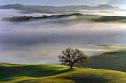 SEGNALATA Magini Azelio L'ALBERO